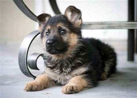 Read more about the article Essential Training Tips for German Shepherd Puppies
