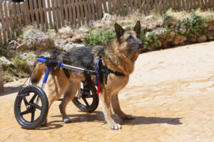 Read more about the article Understanding the Needs of German Shepherds with Disabilities