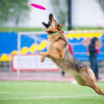 “The Best Mental Stimulation Activities for German Shepherds”