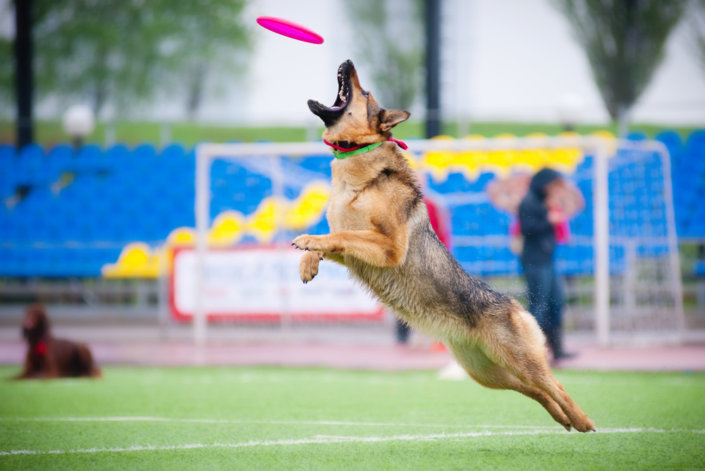 You are currently viewing “The Best Mental Stimulation Activities for German Shepherds”