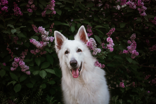 Read more about the article “The Fascinating World of German Shepherd Colors and Coat Patterns”