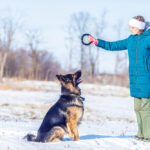 “The Best Mental Stimulation Activities for German Shepherds”