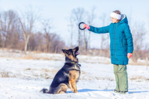 Read more about the article “The Best Mental Stimulation Activities for German Shepherds”