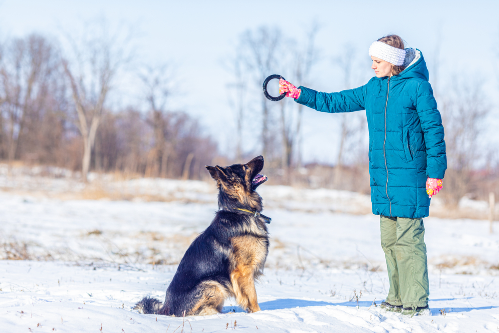 Read more about the article “The Best Mental Stimulation Activities for German Shepherds”