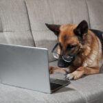 Why German Shepherds Are Trending on Social Media in 2025: Traits That Go Viral