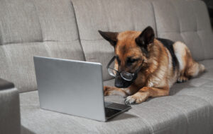 Read more about the article Why German Shepherds Are Trending on Social Media in 2025: Traits That Go Viral