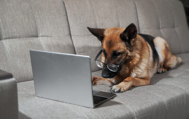 Why German Shepherds Are Trending on Social Media in 2025: Traits That Go Viral