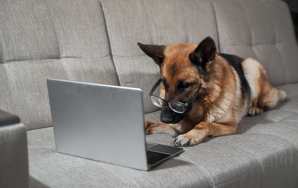Read more about the article Why German Shepherds Are Trending on Social Media in 2025: Traits That Go Viral