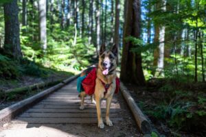 Read more about the article The Top Activities German Shepherds Love: From Hiking to Herding