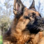 Top 10 Must-Have Items for German Shepherds