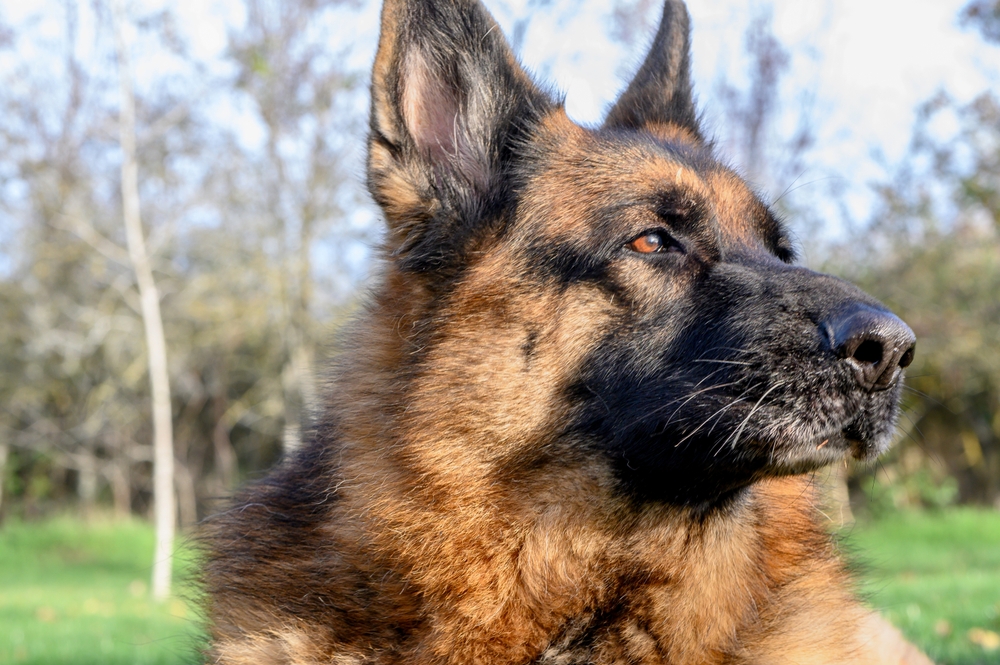 Read more about the article Top 10 Must-Have Items for German Shepherds
