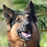 Why Are German Shepherds So Protective? Decoding Their Guard Dog Instincts