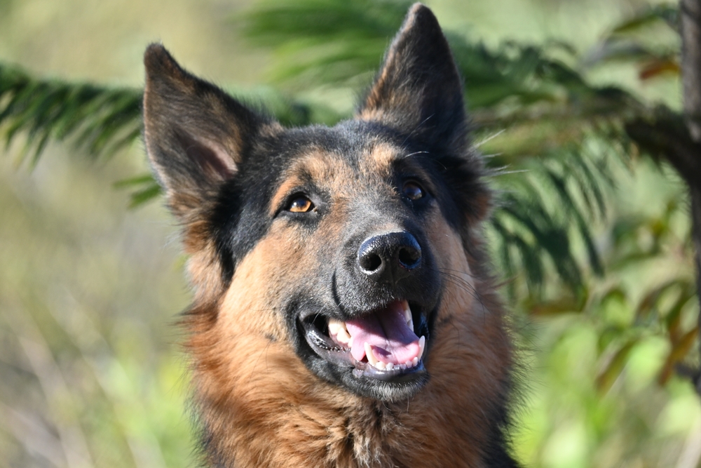 Read more about the article Why Are German Shepherds So Protective? Decoding Their Guard Dog Instincts