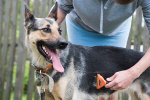 Read more about the article “Keeping Your German Shepherd’s Coat Healthy: Grooming Tips for Owners”
