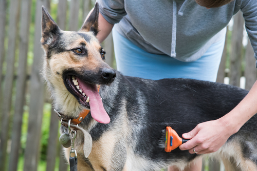 Read more about the article “Keeping Your German Shepherd’s Coat Healthy: Grooming Tips for Owners”