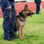 German Shepherd Training Fundamentals