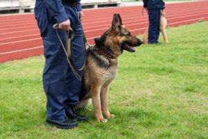 Read more about the article The Ultimate Guide to Training Collars for German Shepherds: Top Picks and Reviews