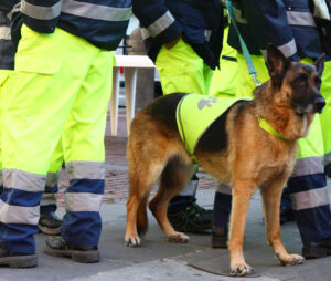 Read more about the article The German Shepherd’s Versatility: From Herding to Search and Rescue