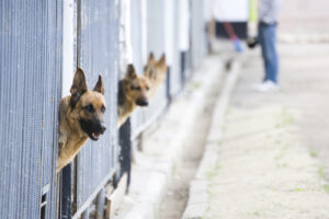 Read more about the article Adopting vs. Buying a German Shepherd: What You Need to Know