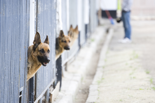 Read more about the article Adopting vs. Buying a German Shepherd: What You Need to Know