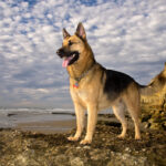 German Shepherd Socialization & Early Development: Building Confidence From the Start