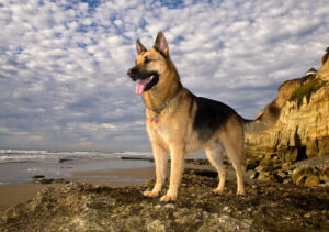 Read more about the article German Shepherds 101: Everything You Need to Know About This Iconic Breed