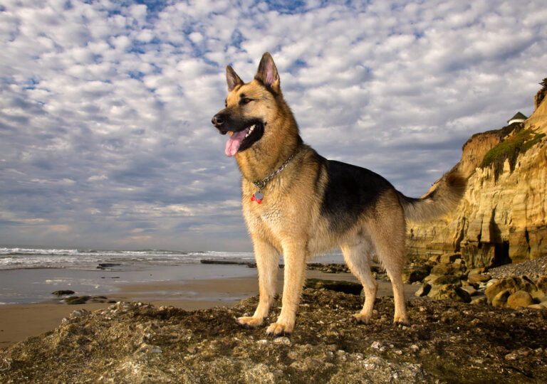 Full portrait of a German Shepherd with mountains and sky in the background