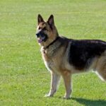 German Shepherd Temperament & Personality: What Owners Should Expect