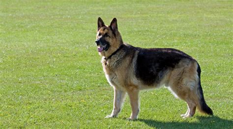 German Shepherd standing on a grassy field with alert posture and confident stance