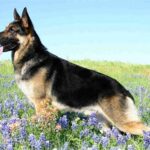 German Shepherd Health & Care Guide