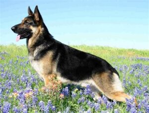 Read more about the article German Shepherd Health & Care Guide