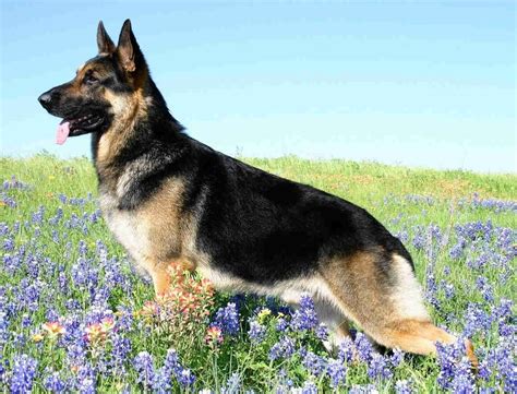 Full portrait of a healthy German Shepherd standing on grass with flowers in the background