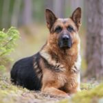 What Is a German Shepherd?