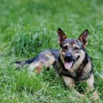 The German Shepherd Temperament: Intelligence, Loyalty, and Protective Instinct