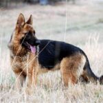 Do German Shepherds Shed? What Owners Should Expect