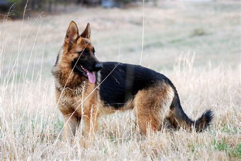 Read more about the article Do German Shepherds Shed? What Owners Should Expect