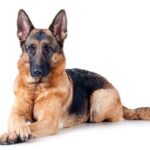 German Shepherd Temperament Explained