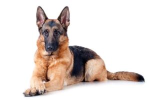 Read more about the article German Shepherd Temperament Explained