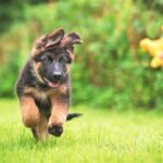 German Shepherd Puppy Checklist: Everything You Need Before Bringing One Home
