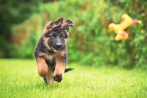 Read more about the article German Shepherd Puppy Checklist: Everything You Need Before Bringing One Home