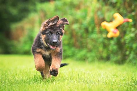 Read more about the article German Shepherd Puppy Checklist: Everything You Need Before Bringing One Home